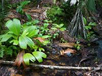 Impression am Bachufer im Vallée de Mai - Praslin